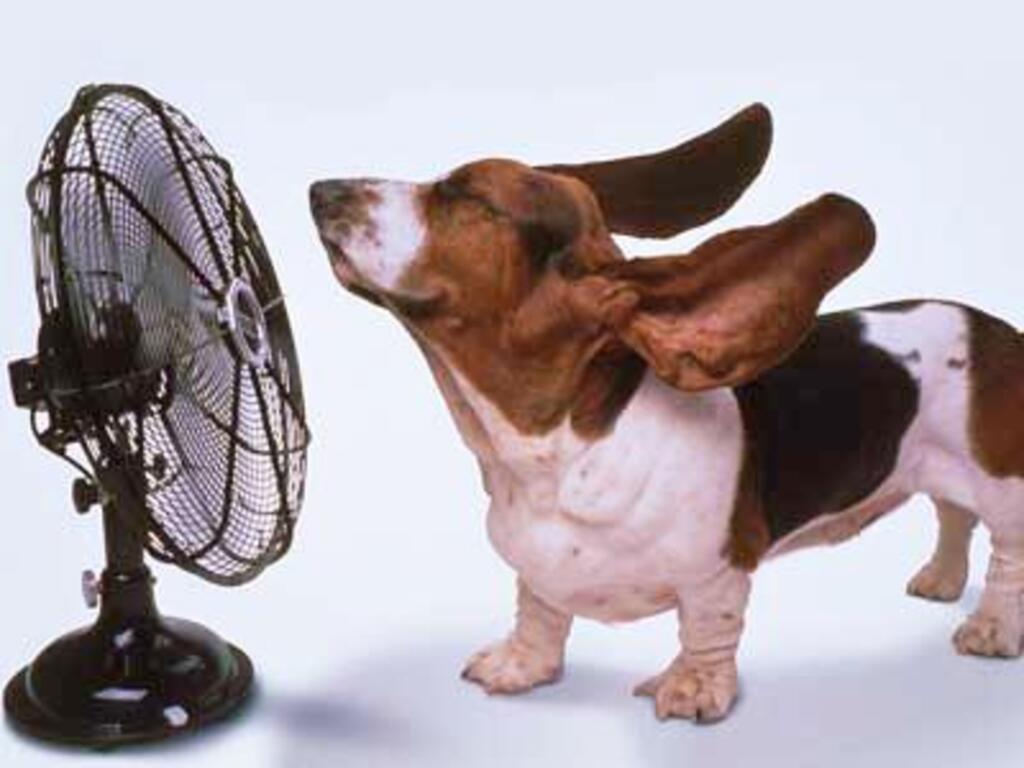 CUIDADOS COM ANIMAIS DEVEM SER  REDOBRADOS EM DIAS DE CALOR INTENSO