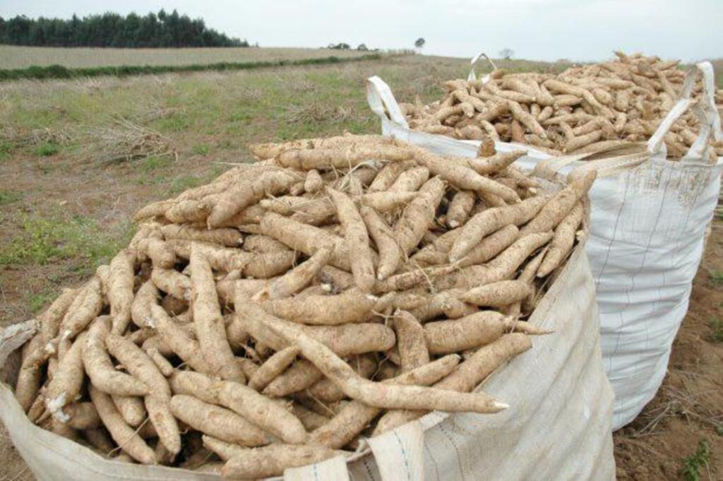 PREÇO DA MANDIOCA É A BOA  NOTÍCIA DO BOLETIM AGROPECUÁRIO DA EPAGRI/CEPA DE NOVEMBRO