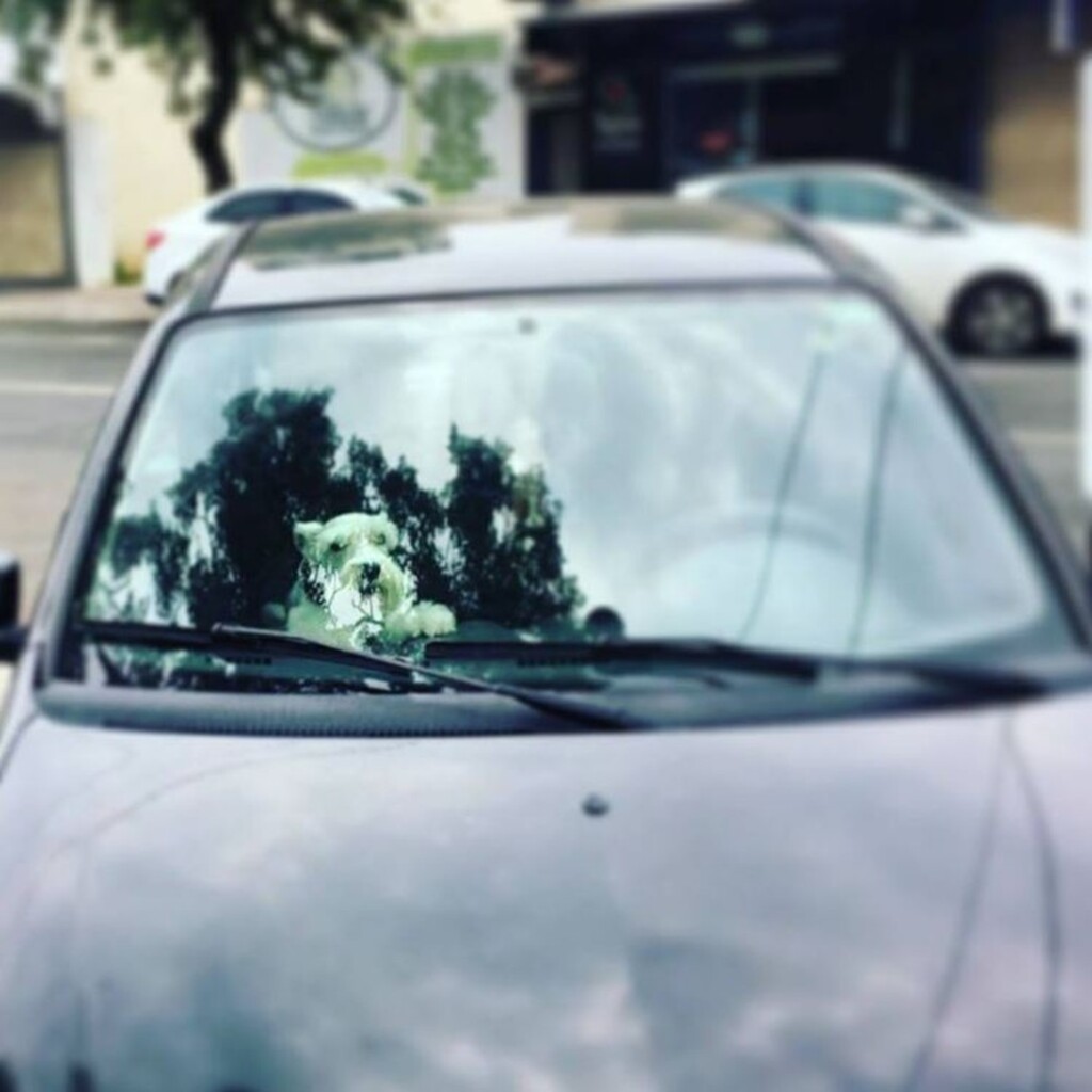  - Animal estava trancado dentro do carro (Foto: Polícia Militar/Divulgação)  Um cão trancado sozinho