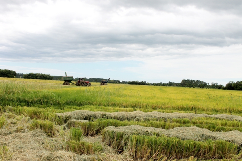 PRODUTOR RURAL JÁ PODE CONTRATAR O SEGURO GRANIZO PARA SAFRA 2016/2017