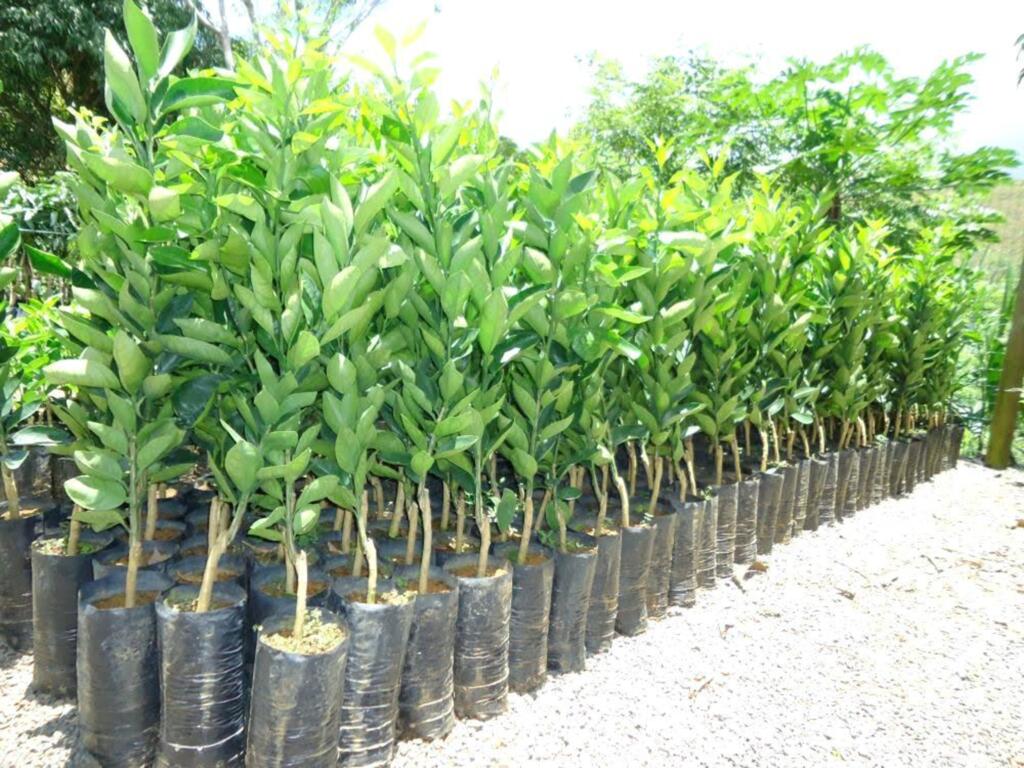 ENCOMENDAS DE MUDAS FRUTÍFERAS