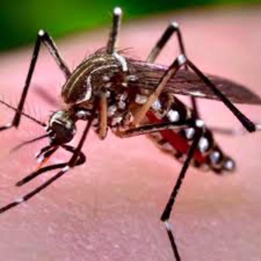 SANTA CATARINA TEM MUNICÍPIOS COM ELEVADO RISCO DE TRANSMISSÃO DE DENGUE, FEBRE DE CHIKUNGUNYA E ZIKA VÍRUS