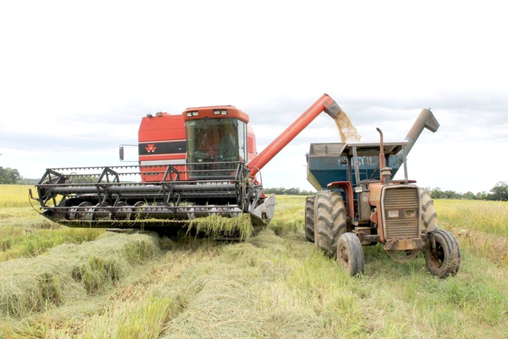 MAIS DE 80% DO ARROZ PRODUZIDO JÁ FOI COLHIDO NA REGIÃO