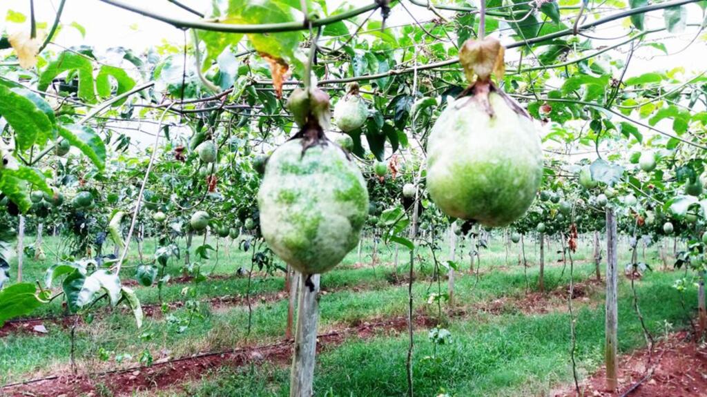 VÍRUS DO ENDURECIMENTO DOS FRUTOS DO MARACUJAZEIRO