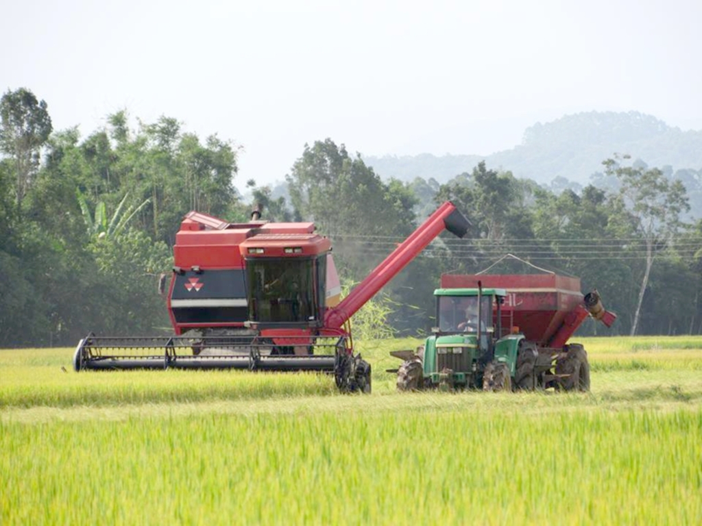 PRODUÇÃO DE ARROZ DEVE CRESCER 5% EM 2017 NA REGIÃO