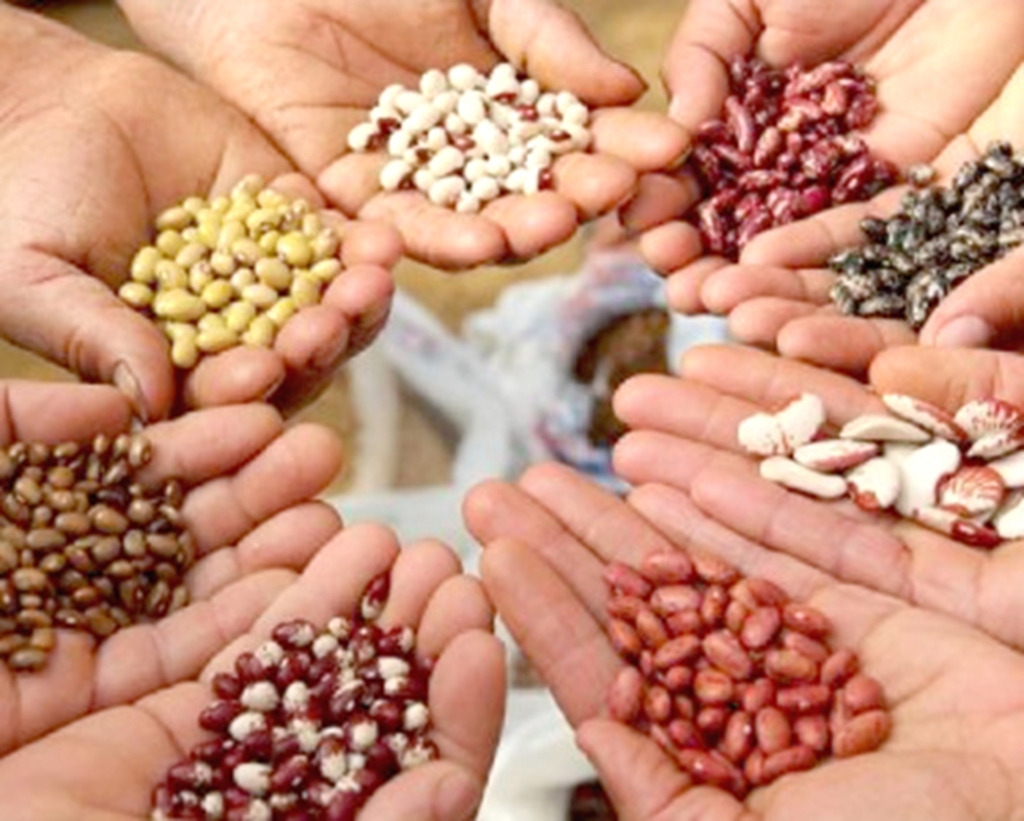 ONDA DE FUSÕES DE MULTINACIONAIS AMEAÇA A SOBERANIA ALIMENTAR