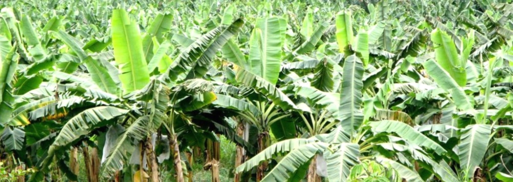 PROGRAMA SC RURAL APOIA PRODUÇÃO DE BANANAS ORGÂNICAS NO SUL DO ESTADO