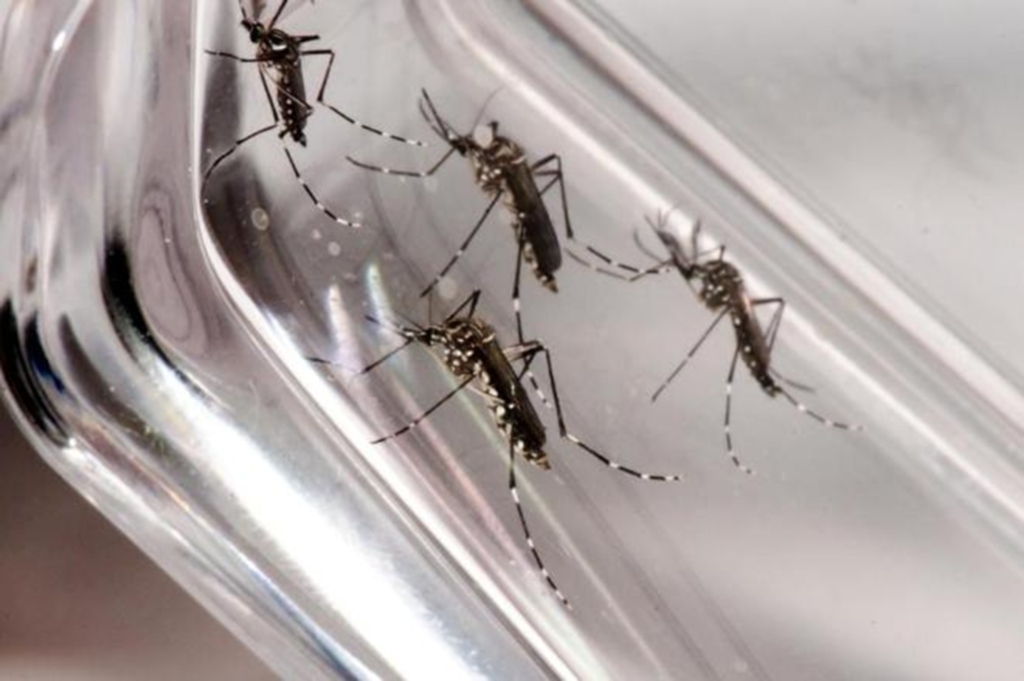 Divulgação / Fiocruz - SC não registra casos de febre amarela em humanos desde 1966, conforme a Dive/SC
