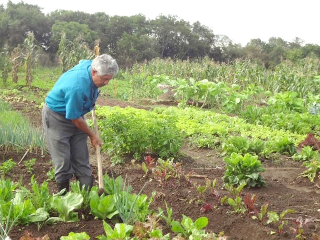 NOVEMBRO MÊS DE SAMEAR E LIMPAR A HORTA