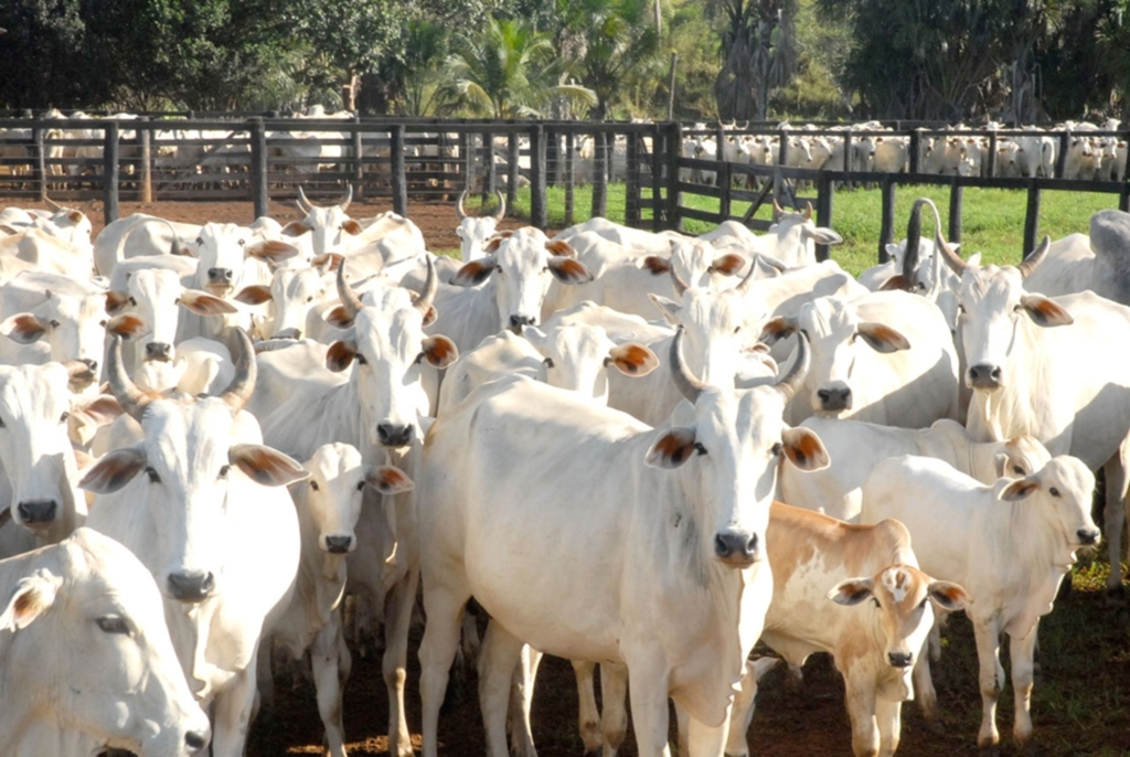 VACINAÇÃO CONTRA FEBRE AFTOSA EM MAMPITUBA
