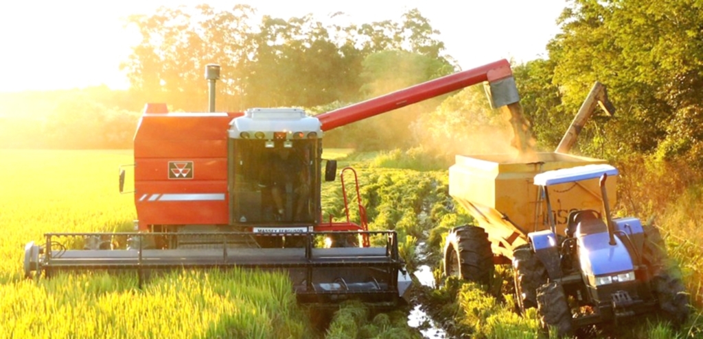 SAFRA DE ARROZ PODE CRESCER ATÉ 14% EM 2017