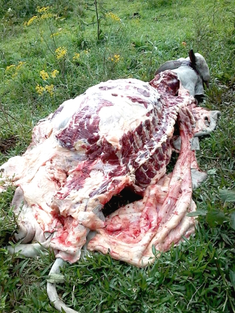 ROUBO DE GADO NA COMUNIDADE DE QUERÊNCIA