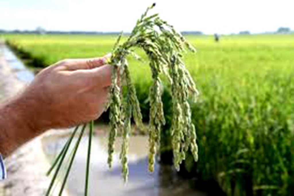 MERCADO DE ARROZ ESTABILIZA NO SUL