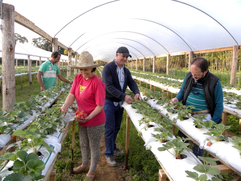 CULTIVO DE MORANGO ORGÂNICO É BOA OPÇÃO PARA AGRICULTORES FAMILIARES DE TORRES