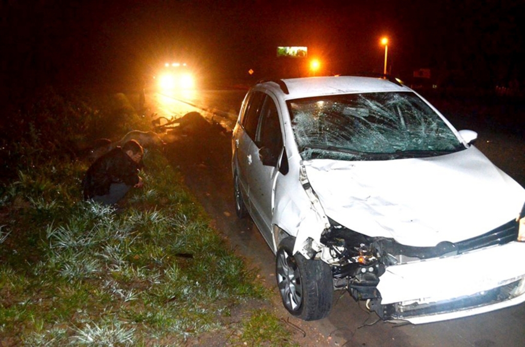BOIS SÃO ATROPELADOS EM SÃO JOÃO DO SUL AO INVADIREM A BR-101