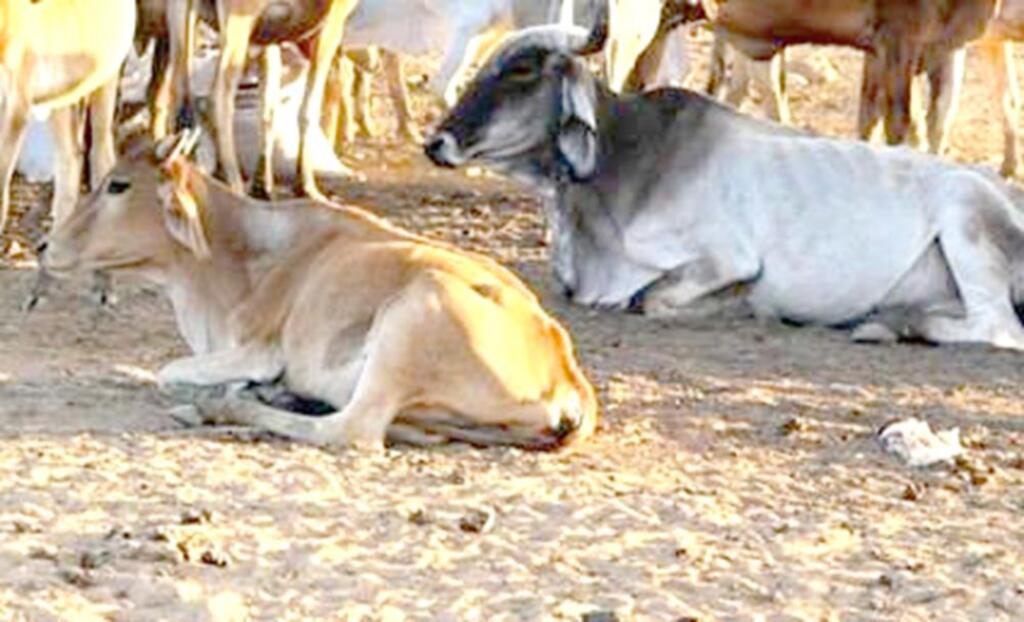 GADO É FURTADO EM SÃO JOÃO DO SUL