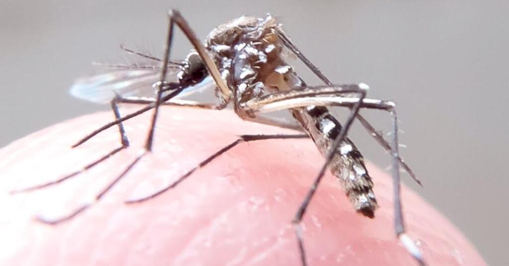 CASO DE ZIKA VÍRUS É REGISTRADO EM SÃO JOÃO DO SUL