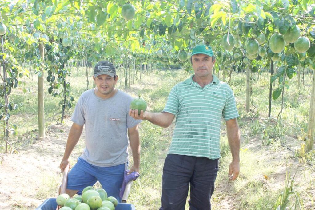 PRODUÇÃO DE MARACUJÁ RENDENDO  BONS FRUTOS NA REGIÃO