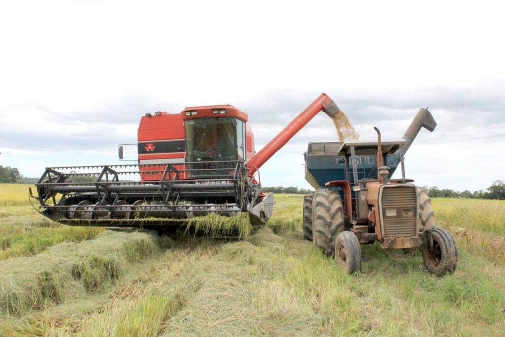 COLHEITA DO ARROZ NA REGIÃO COMEÇA COM QUEBRA DE MAIS DE 10% EM RELAÇÃO AO ÚLTIMO ANO