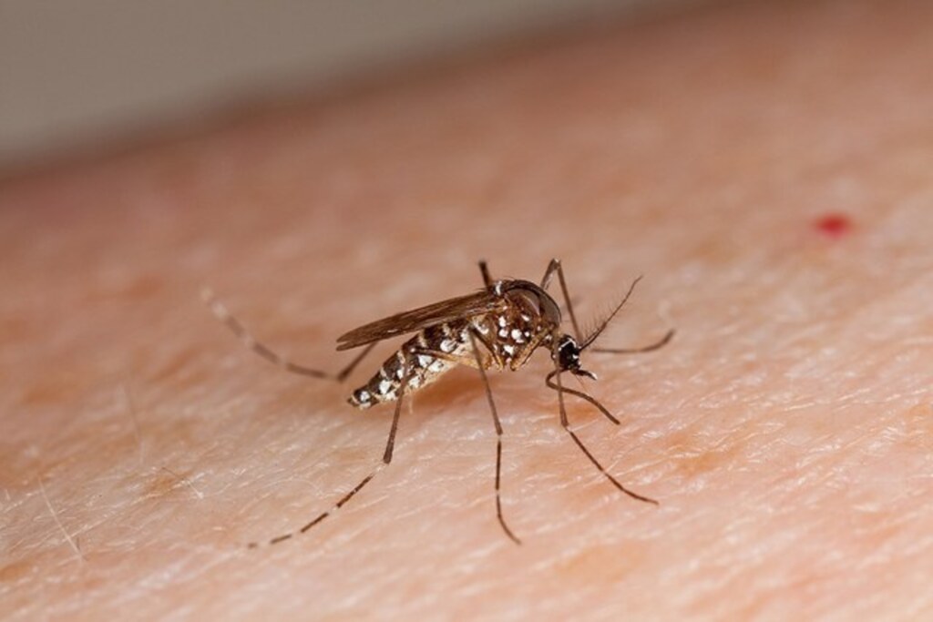 SECRETARIA DO ESTADO DA SAÚDE REFORÇA CAMPANHA DE CONSCIENTIZAÇÃO E PREVENÇÃO CONTRA A DENGUE