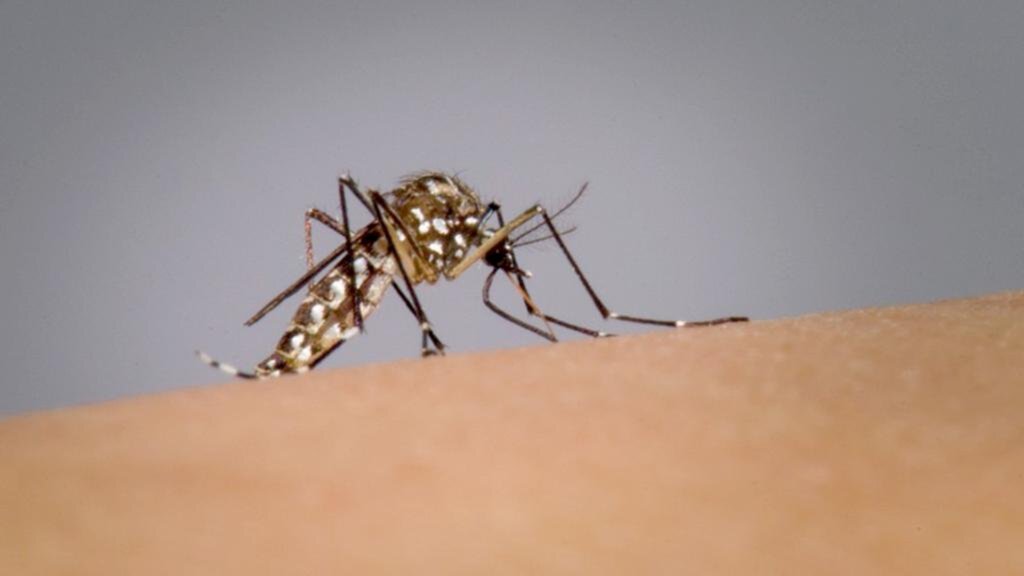 AUMENTO NOS FOCOS DE DENGUE LIGA O ALERTA NO MUNICÍPIO DE SÃO JOÃO DO SUL