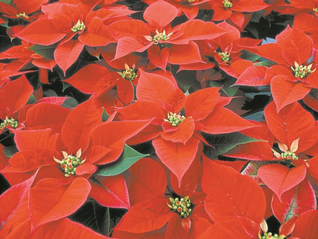 A FLOR SÍMBOLO DO NATAL E SUA ORIGEM
