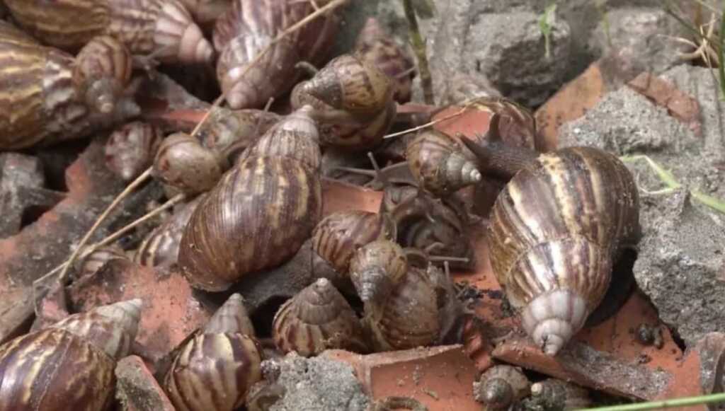 Caramujos africanos estão infestando Imbituba