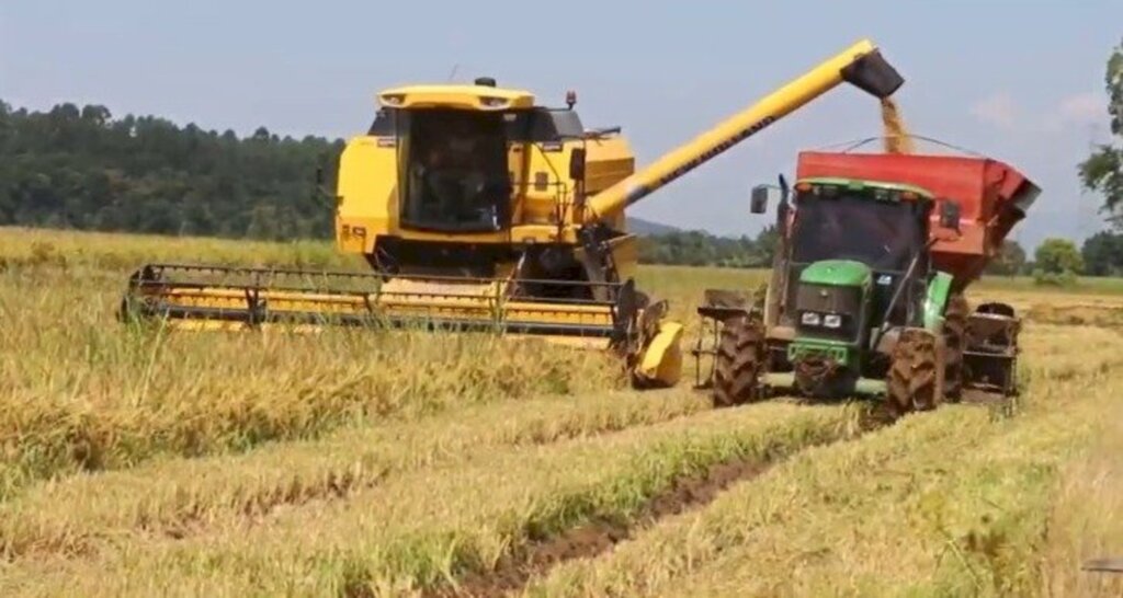 Produtores de arroz de Meleiro colhem uma safra com maior produtividade em relação a 2021