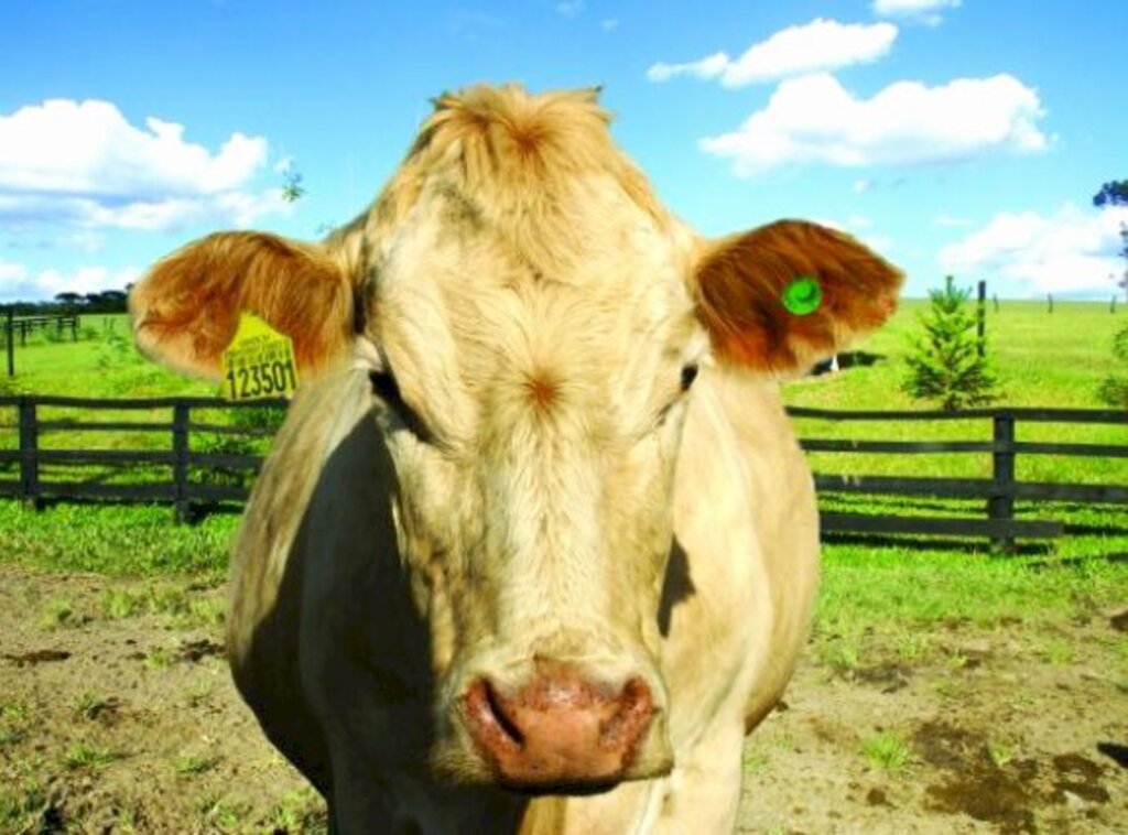 Santa Catarina tem novas regras para o ingresso de bovinos e búfalos