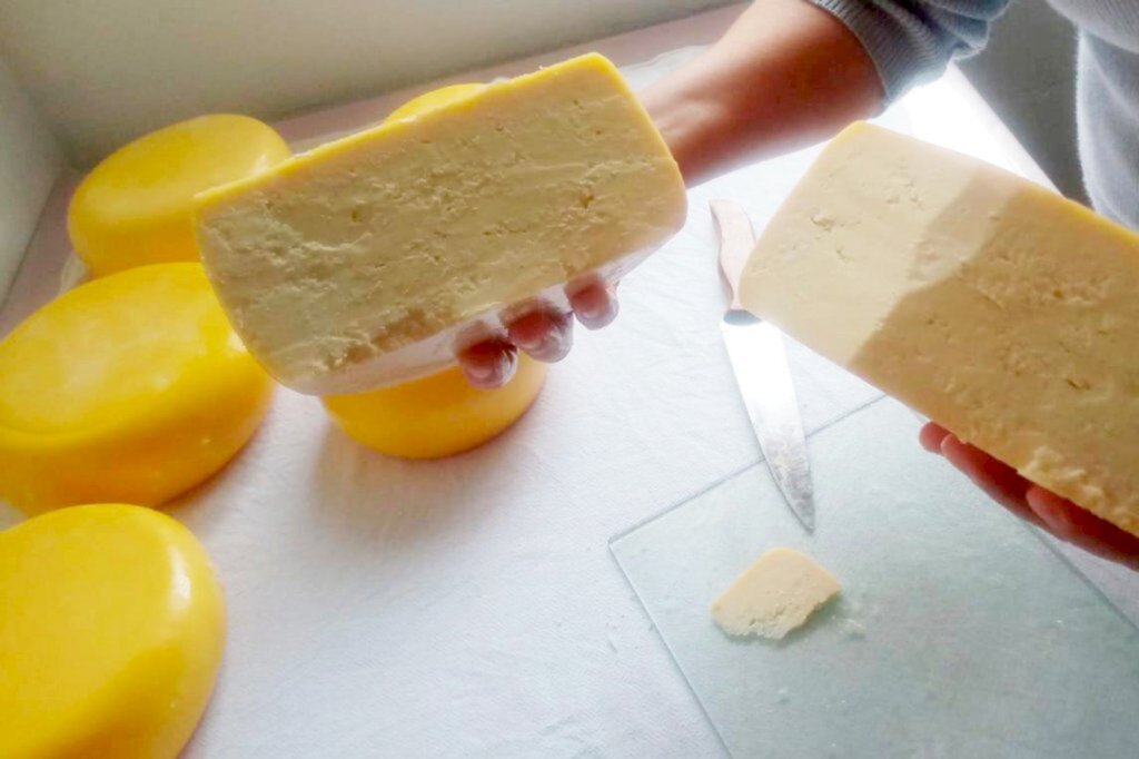 Santa Catarina regulamenta produção de queijo artesanal de leite cru