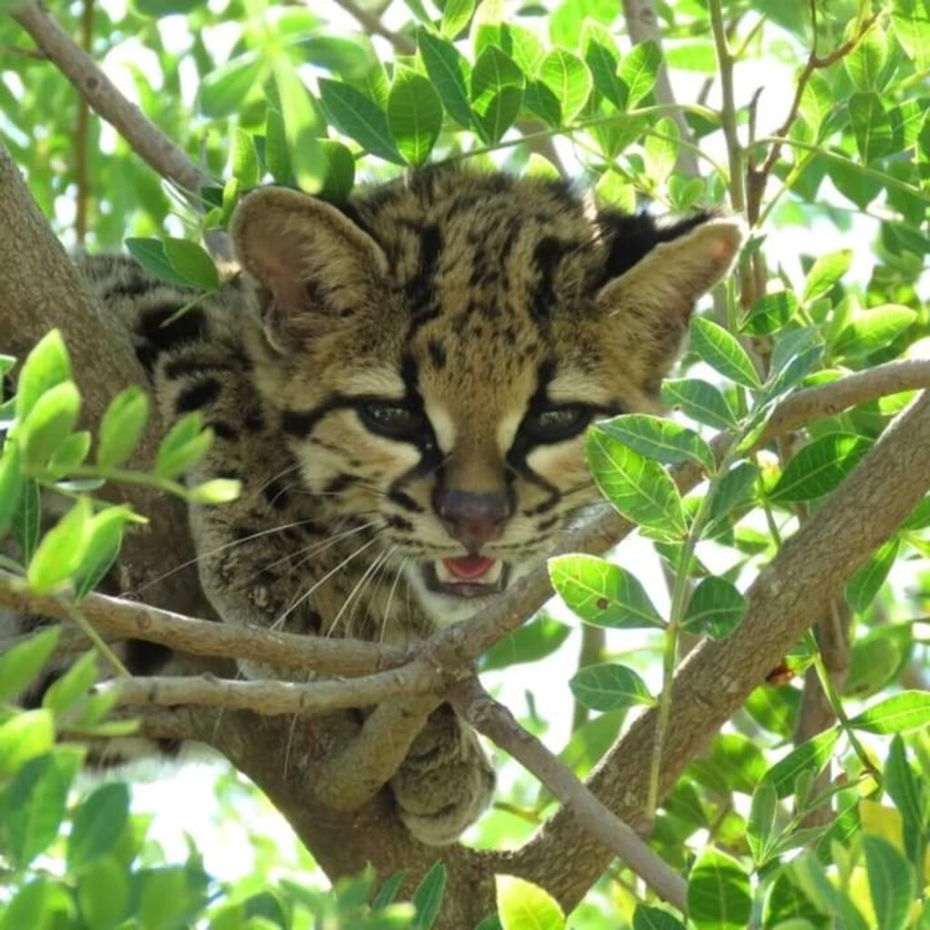 Cartório resgata gato Maracajá e faz soltura na natureza