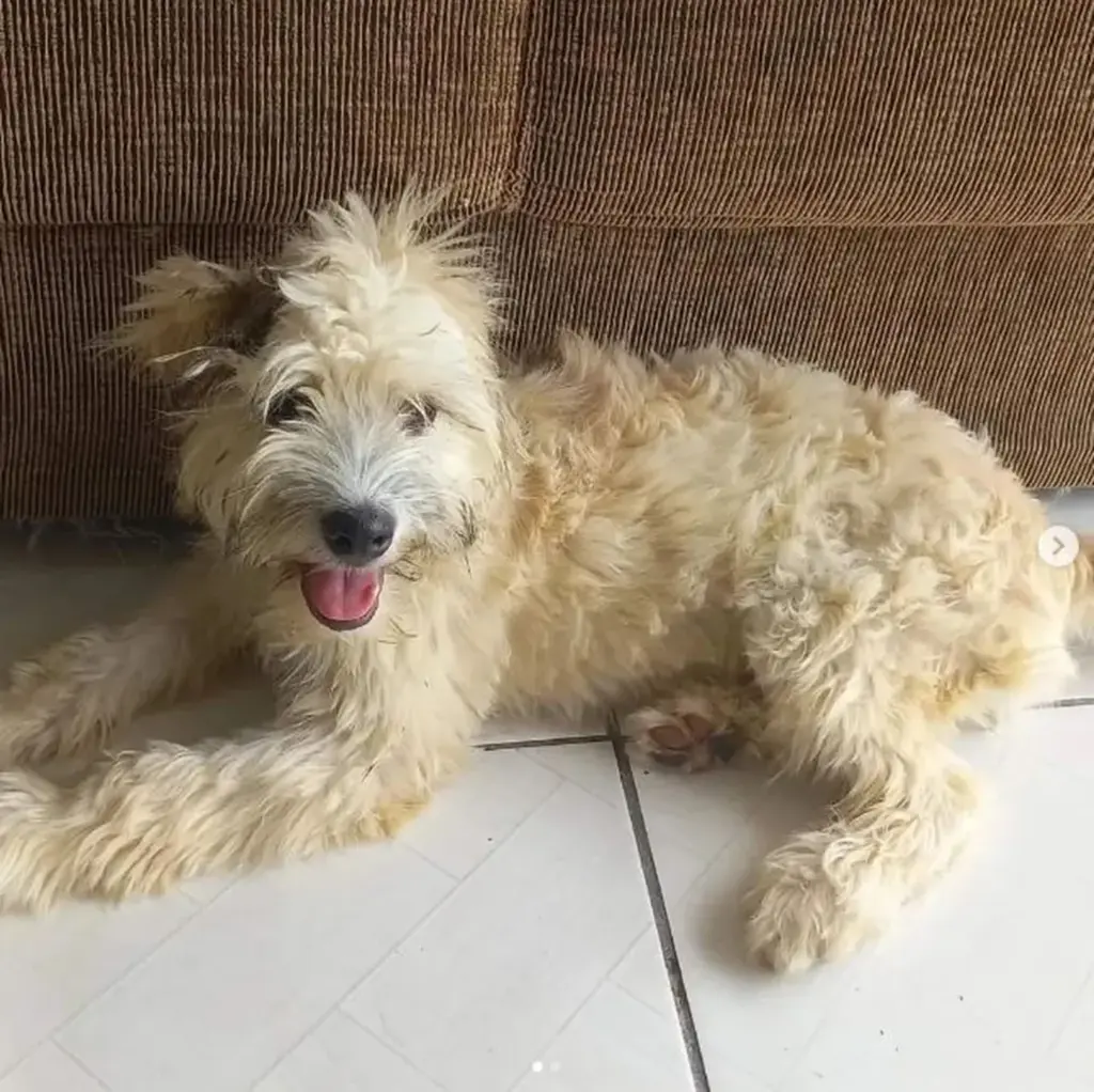  - Cachorra foi encontrada dentro de sofá após compra em Joinville — Foto: Redes sociais/ Instagram