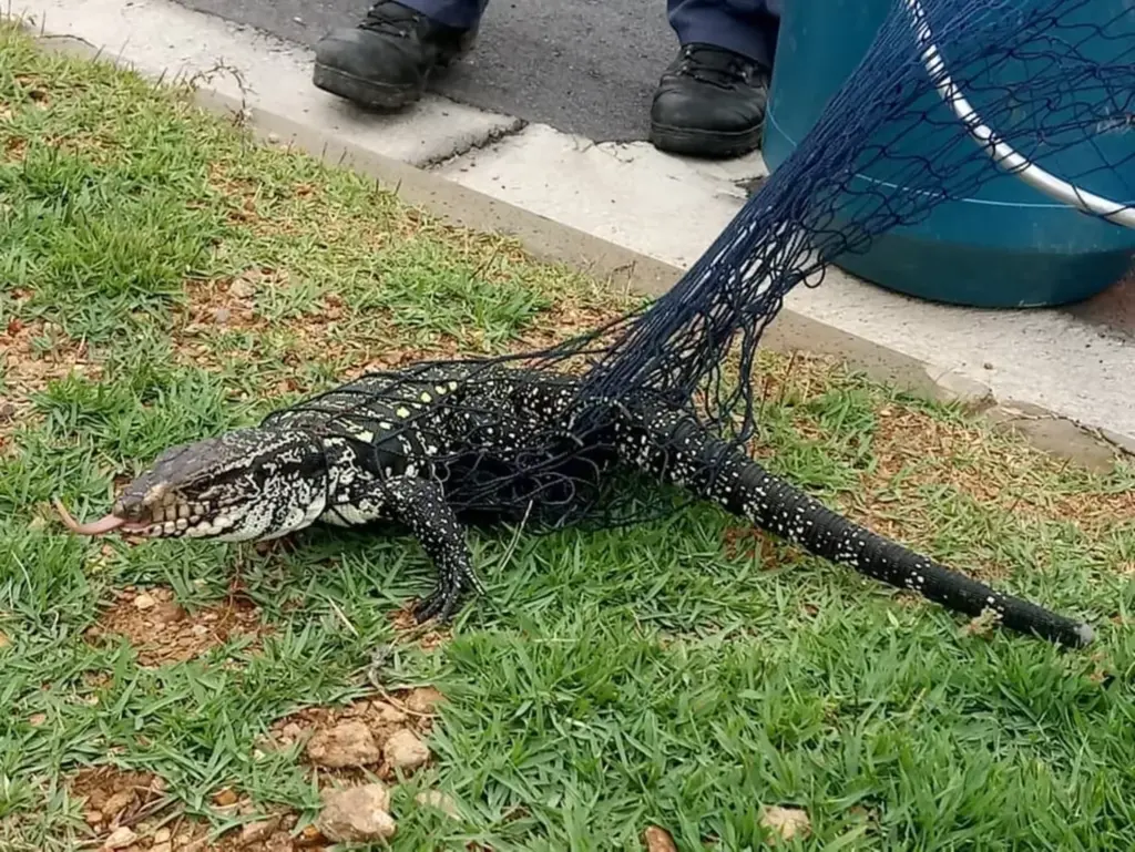 Lagarto é capturado e outros dois fogem em casa de tratamento para mulher