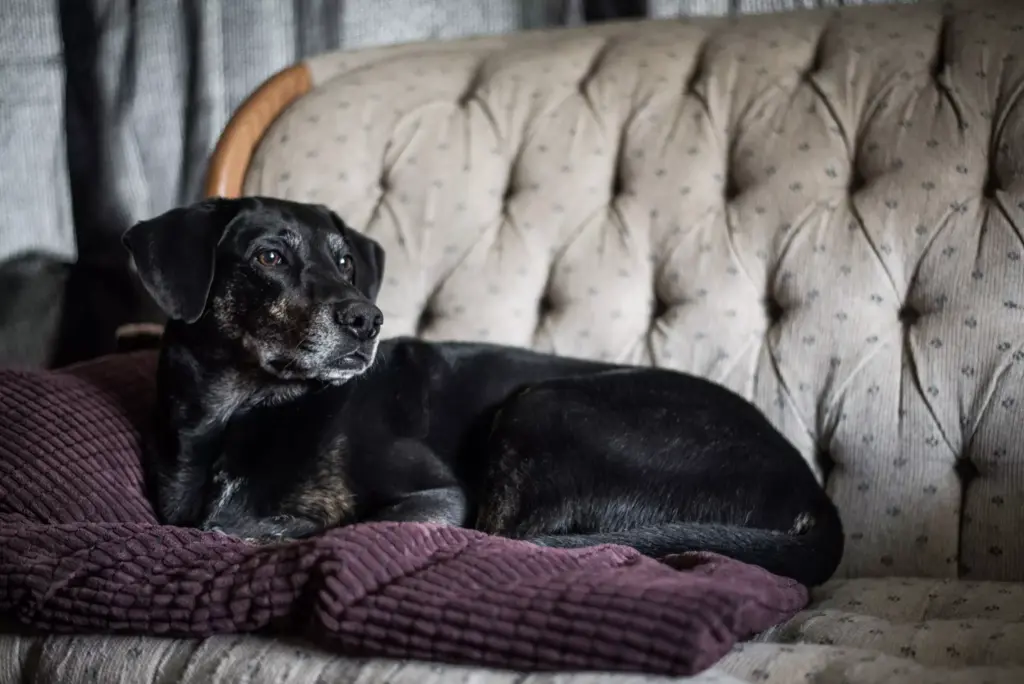 Fevereiro roxo incentiva cuidado com animais idosos