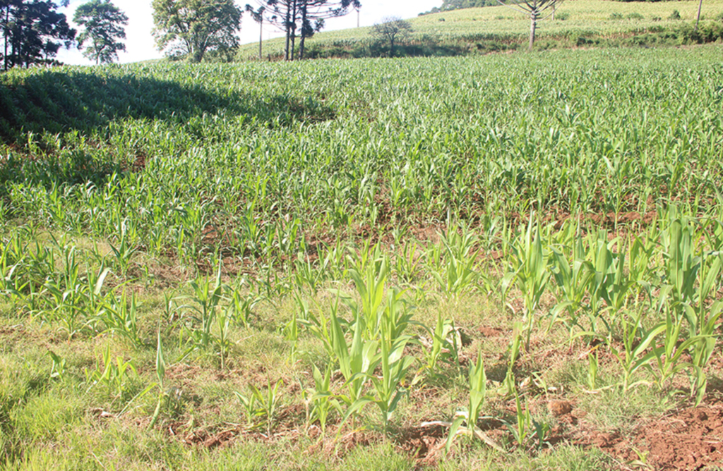 Agricultor deve fazer cadastro