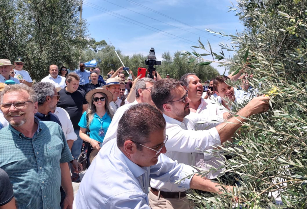 Olivicultores têm expectativa de produzir 500 mil litros de azeite