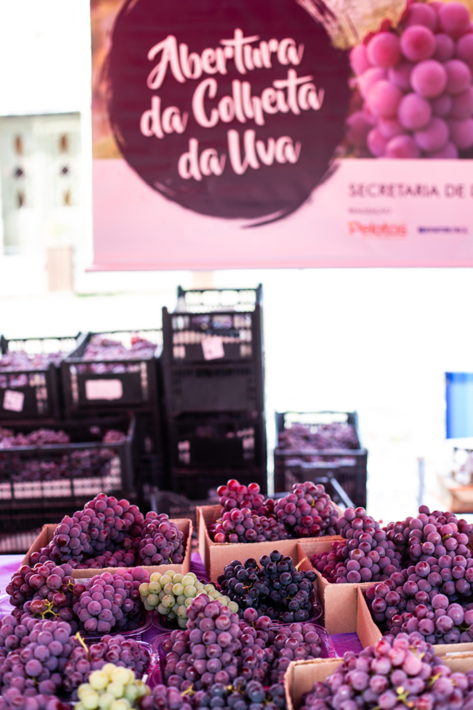 Gustavo Vara - Neste final de semana é a última oportunidade para adquirir a fruta direto do produtor