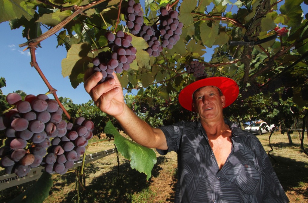 Jô Folha - Produtor Dirceu Kurz espera colher 120 toneladas da fruta
