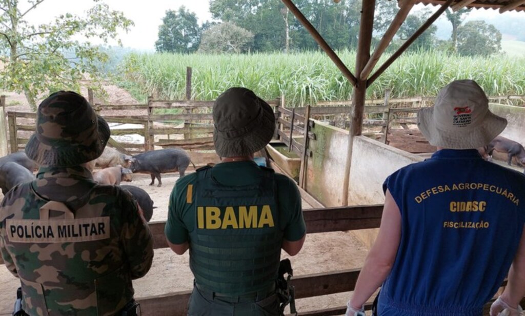 Ibama desativa criadouro clandestino de javalis em Timbó