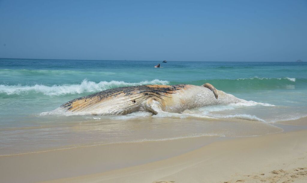 Projeto da Petrobras encontra mais de 30 mil animais mortos em praias