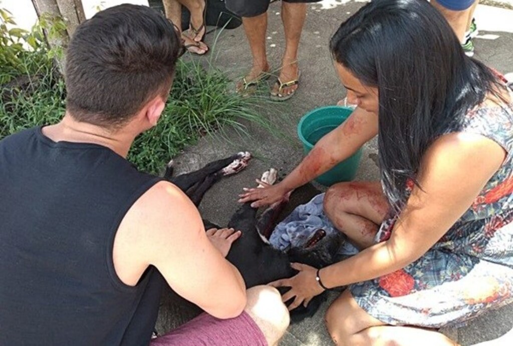 Morre cachorro atropelado por carro e arrastado pelo asfalto em São Sepé