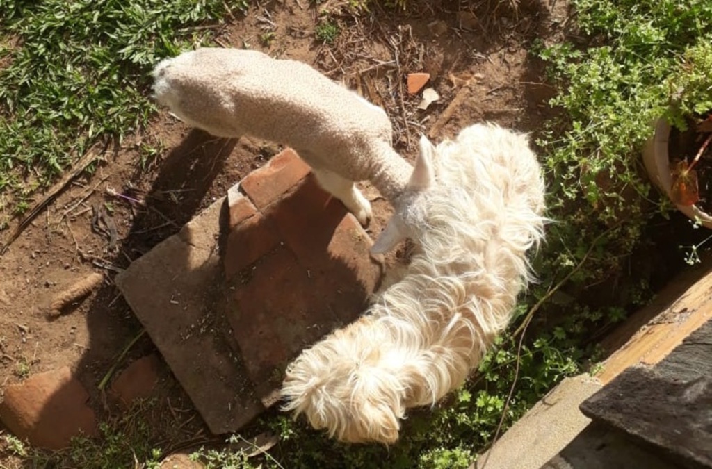 VÍDEO: cachorra adota filhote de ovelha em São Sepé