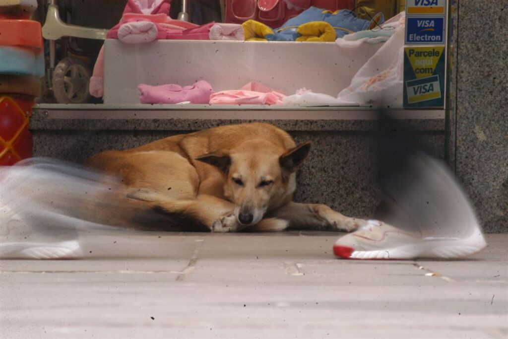 Convênio entre prefeitura e clínicas veterinárias atende 294 animais de rua em São Gabriel