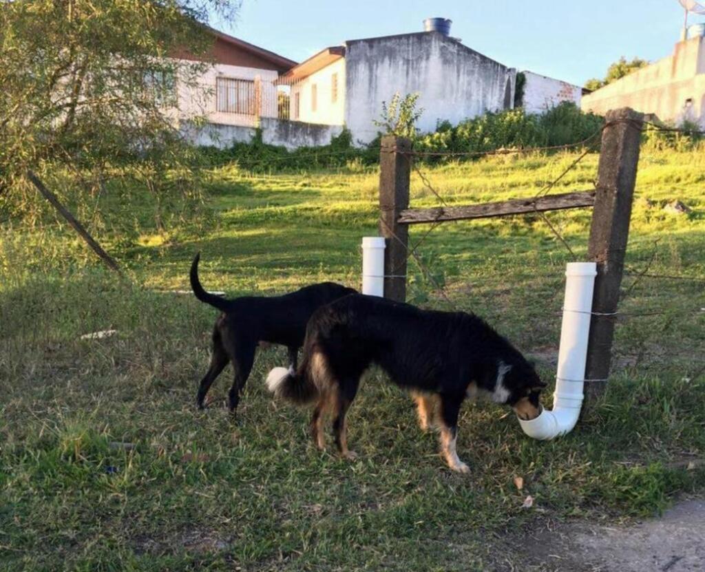 Cães de rua ganham comedouros e bebedouros em Rosário do Sul