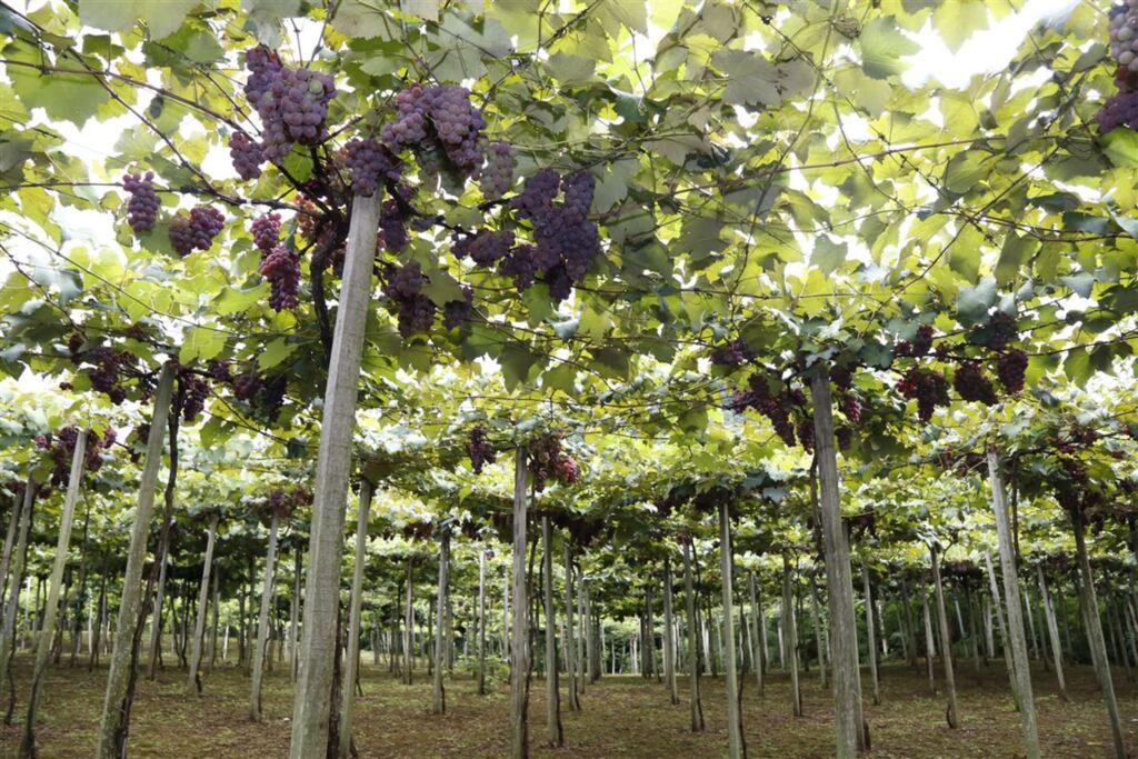 Reunião discute uso do agroquímico que afetou plantações de uvas, maçãs e oliveiras