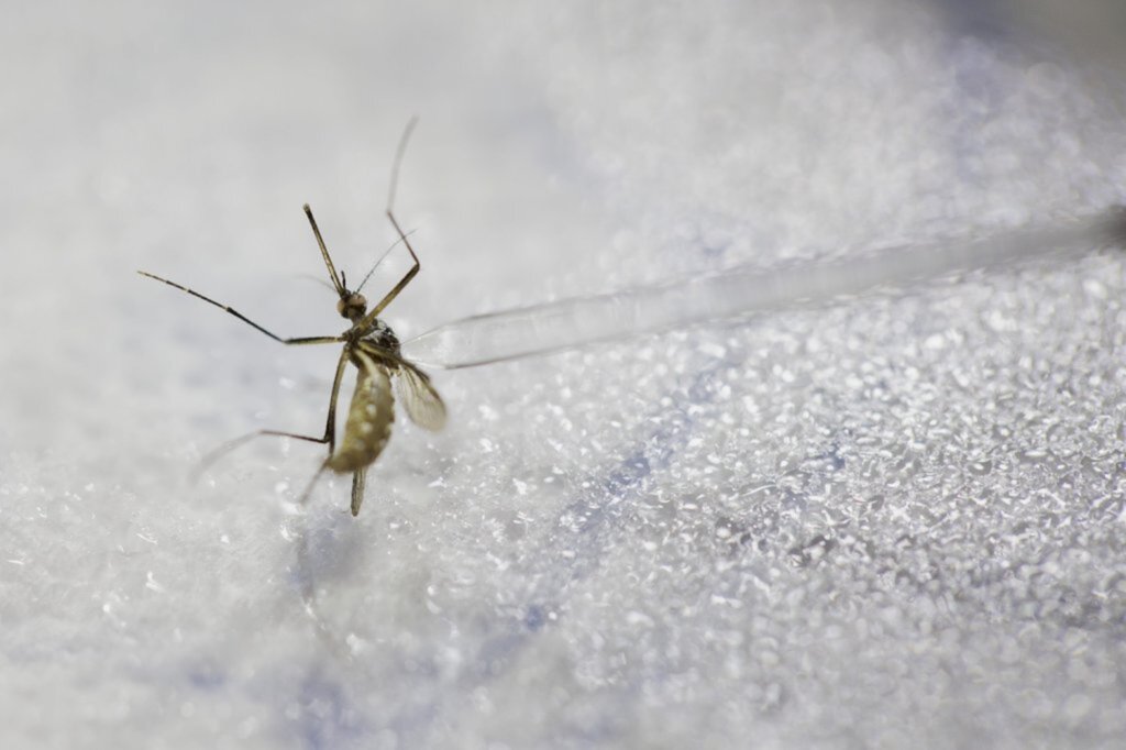 Cruz Alta tem quatro casos de dengue confirmados em 2020