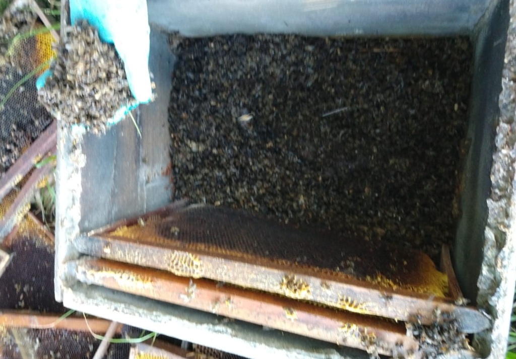 Morte de abelhas em Cruz Alta causa prejuízo de pelo menos R$ 60 mil a apicultores