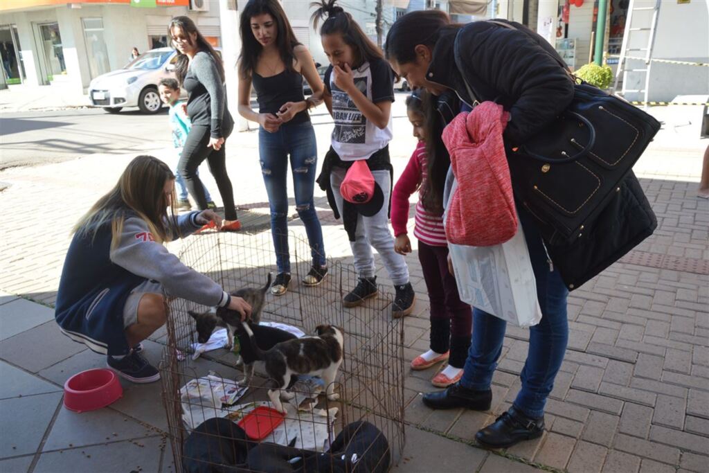 Projeto oferece atendimento veterinário para pets em Cruz Alta hoje
