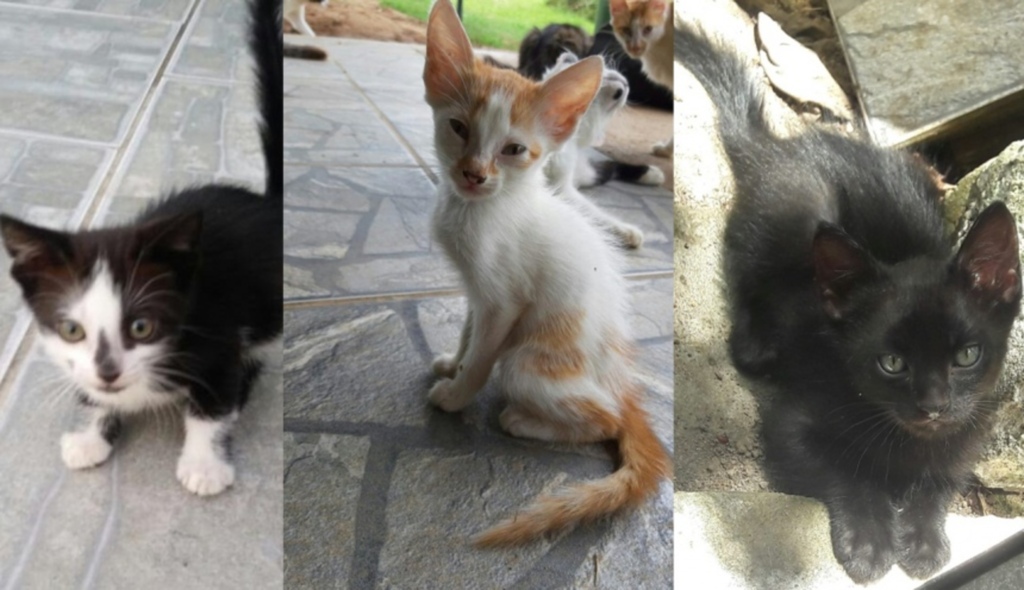 Grupos de proteção aos animais promovem feira de adoção de gatos em Caçapava do Sul