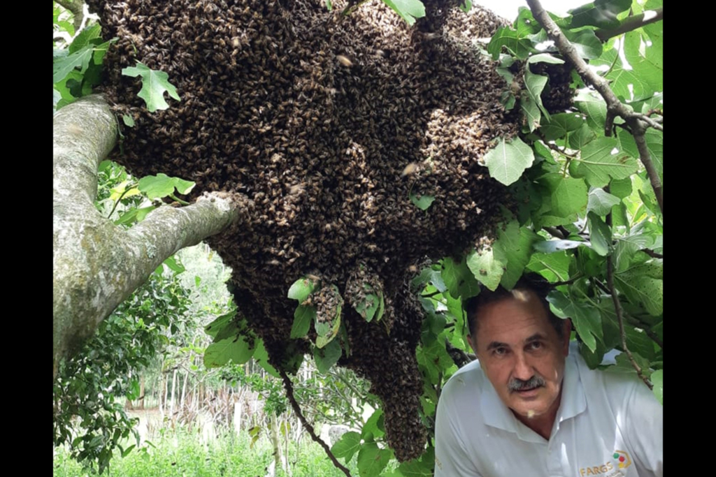 VÍDEO: especialistas investigam enxame gigante de abelhas em Caçapava do Sul